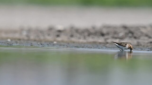 Little Stint (Calidris minuta) is a wetland bird that lives in the northern parts of the European and Asian continents. It feeds in swampy areas.
