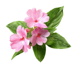 Delicate pink flowers nature floral arrangement beauty isolated on transparent background