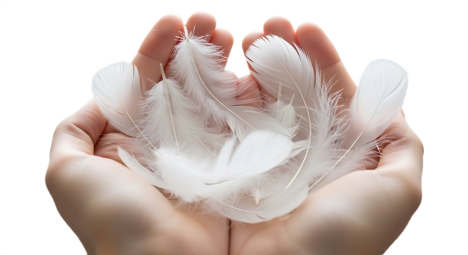Two Hands Gently Cupping a Pile of Soft White Feathers, Evoking Lightness