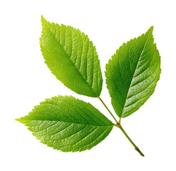 Fototapeta premium Vibrant green leaf composition nature plant isolated on transparent background