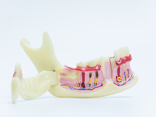 Detailed Anatomical Model of Human Jawbone