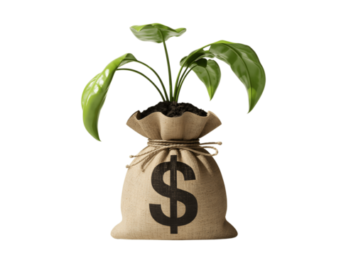 Plant growing from a money bag isolated on transparent background