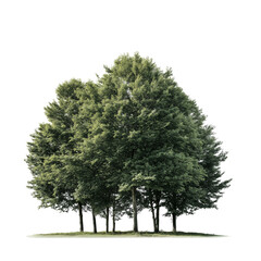 Lush, Verdant Tree Group Against Stark Background on Transparent Background