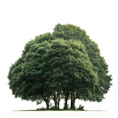 Lush, Verdant Tree Group Against Stark Background on Transparent Background