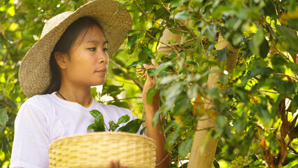 woman farmer harvesting ripe clove bud spice from tree in plantation or farm, hat, indonesia