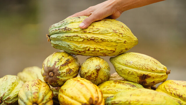 farmer hand with harvested yellow ripe theobroma cacao pods, trinitario hybrid type, in sulawesi, Indonesia