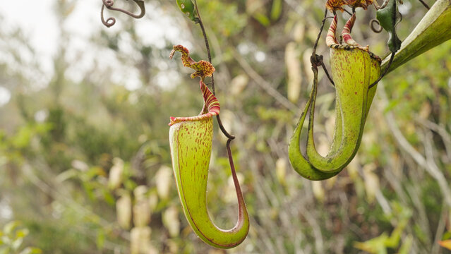 Nepenthes maxima carnivorous pitcher plant in the jungle, sulawesi, indonesia