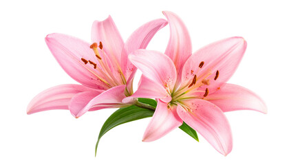 Pink lily flower duo botanical set isolated on transparent background