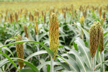 อุตสาหกรรมเพาะปลูกข้าวฟ่าง