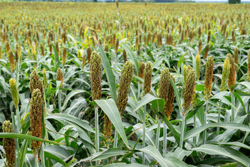 อุตสาหกรรมเพาะปลูกข้าวฟ่าง