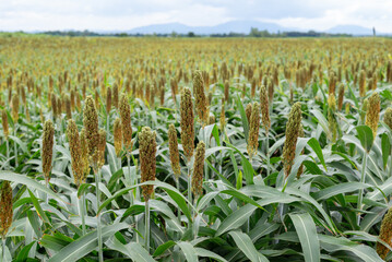 อุตสาหกรรมเพาะปลูกข้าวฟ่าง