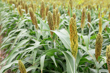 อุตสาหกรรมเพาะปลูกข้าวฟ่าง