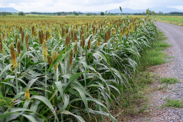 อุตสาหกรรมเพาะปลูกข้าวฟ่าง