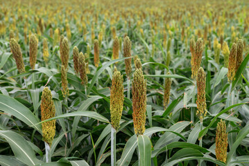 อุตสาหกรรมเพาะปลูกข้าวฟ่าง