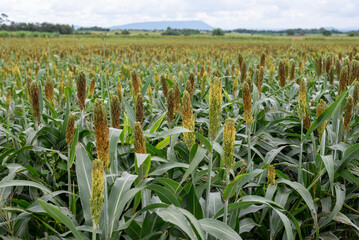 อุตสาหกรรมเพาะปลูกข้าวฟ่าง