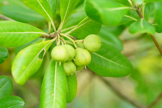 トベラの若い実