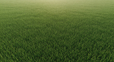 Fototapeta premium Green grass blades fill frame perspective receding uniform texture soft lighting