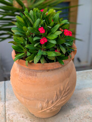 Crown of thorns succulent plant showing vibrant red blossoms and green leaves, thriving in a decorative terracotta pot with carved olive branch details on a stone surface