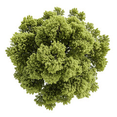 Top-Down View of Green Tree with Dense Foliage on Transparent Background