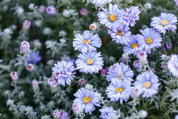 A bunch of blue flowers with frost on them