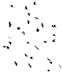 A flock of birds flying in the sky isolated on a white background.