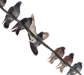 A group of pigeons are sitting on a wire
