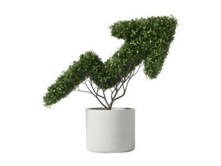 Arrow shaped plant isolated on transparent background