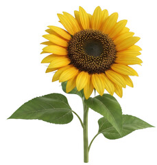 Obraz premium A Single Vibrant Sunflower With Bright Yellow Petals And A Detailed Dark Brown Center Stands Tall On A Green Stem With Large Leaves Isolated On A Transparent Background Isolate