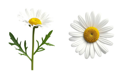 Herbal chamomile flower duo composition isolated on transparent background