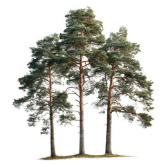 Three Tall Pine Trees on Transparent Background 