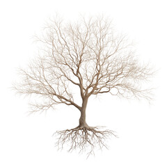 Beautiful Dead Leafless Branch Silhouette on Transparent Background