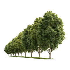 Row of Green Trees on Transparent Background