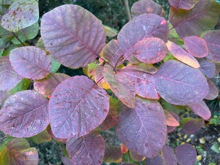 Leaves on a shrub in autumn colours