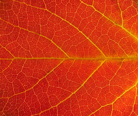 close up on red autumn leaf texture