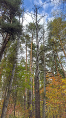 A forest with trees that are brown and dead