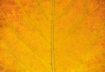 Obraz premium close up on yellow autumn leaf texture