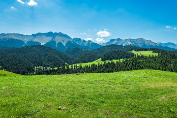 Fototapeta premium Expansive view of a vibrant green valley and lush pine forests with a majestic mountain range in the background under blue sky.