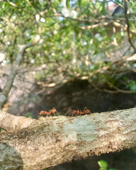 ants on a tree