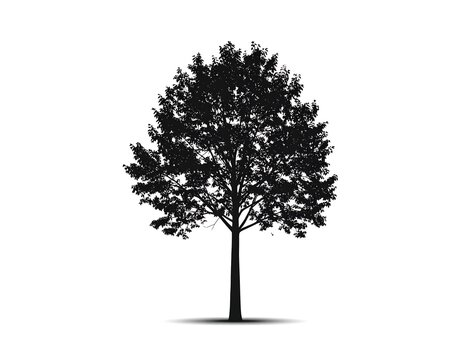 Silhouette of deciduous tree with full foliage, cast shadow on white - Powered by Adobe