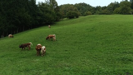 Cattle like cows and calf, grazing grass in hills.