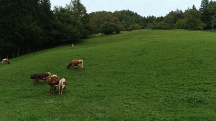 Cattle like cows and calf, grazing grass in hills.