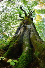 ブナの森の大樹