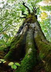 ブナの森の大樹