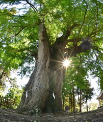 ８００年の大銀杏・大樹