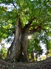 ８００年の大銀杏・大樹