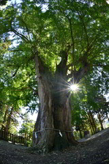 ８００年の大銀杏・大樹