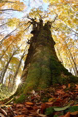 秋の紅葉と大樹