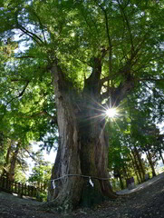 ８００年の大銀杏・大樹