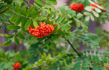 A tree with red berries on it