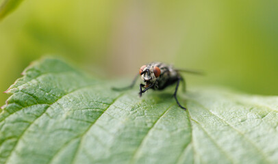 A fly is on a leaf